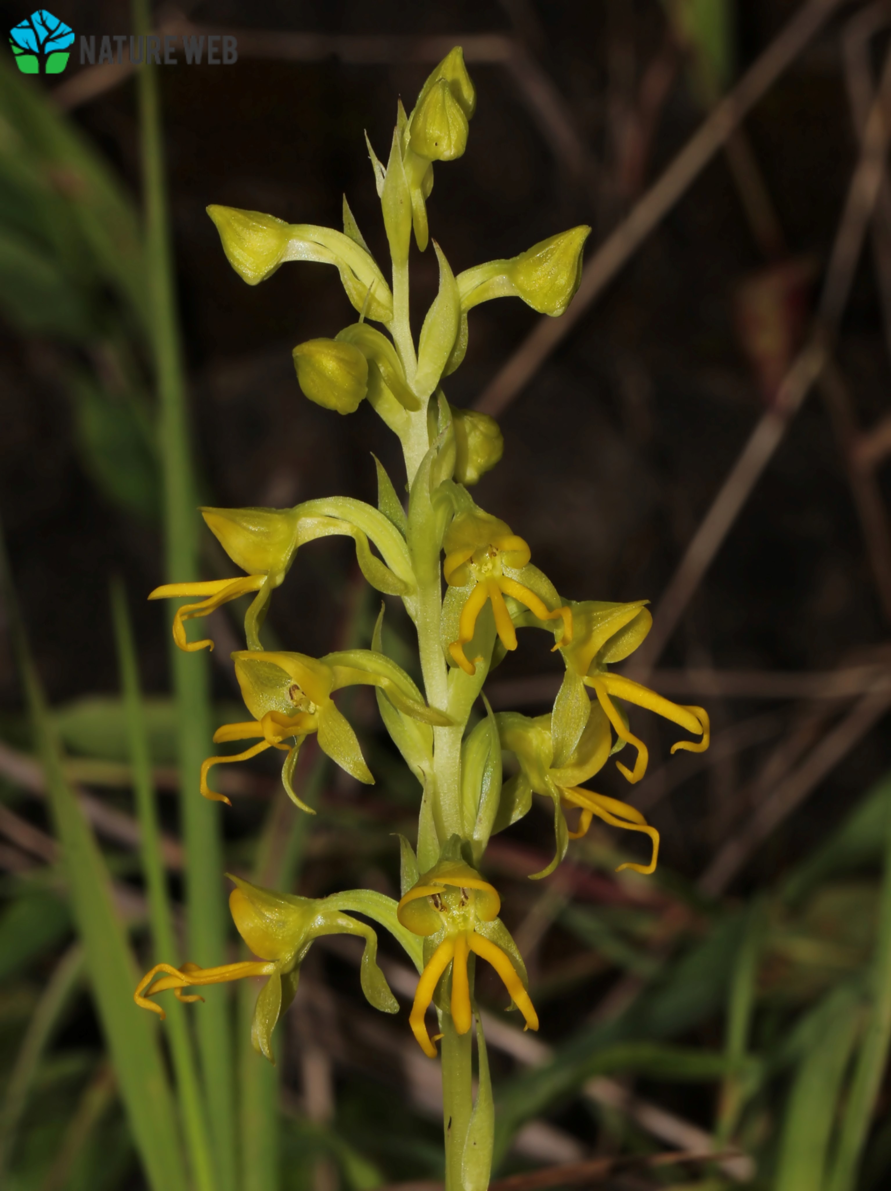 Golden Yellow Habenaria